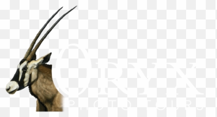 Borneo Photography Tour Gallery - Gazelle Emoji