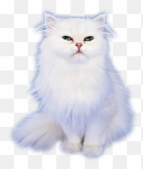 Cat Emoji Real -