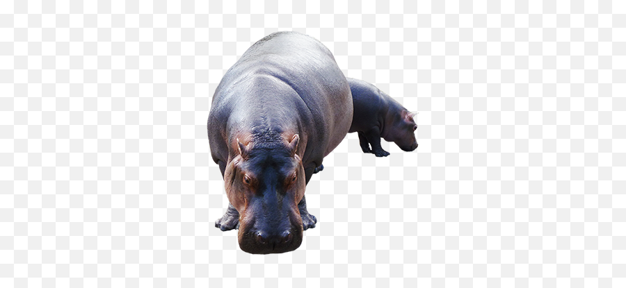 Hippopotamus Transparent Icon Favicon - Realistic Hippo Clipart Emoji,Hippo Emoji Android