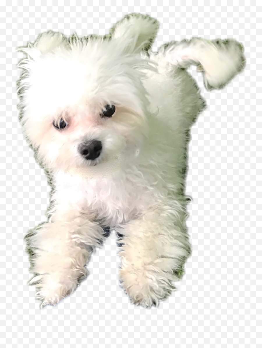 Fluffy Dog Hund Maltese Babe Animals - Companion Dog Emoji,Maltese Emoji