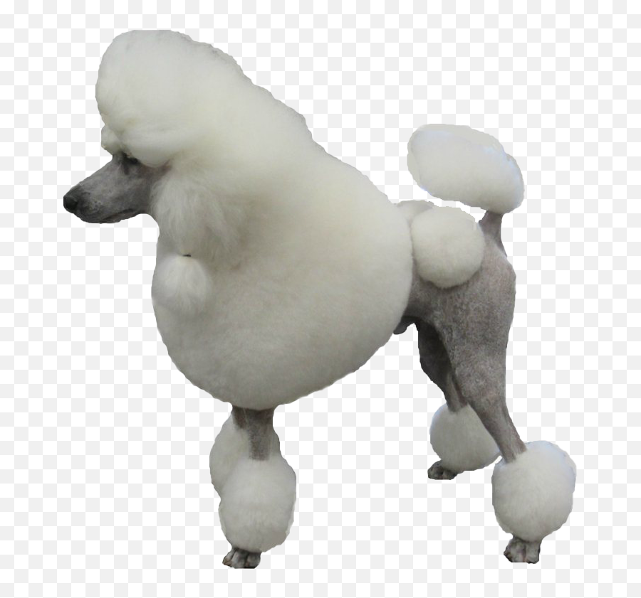 Poodle Png Transparent Images Png All - Poodle Transparent Emoji,Poodle Emoji