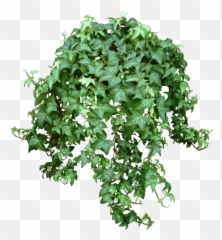 Vine PNG Official PSDs - Hanging Plants Transparent Background Emoji