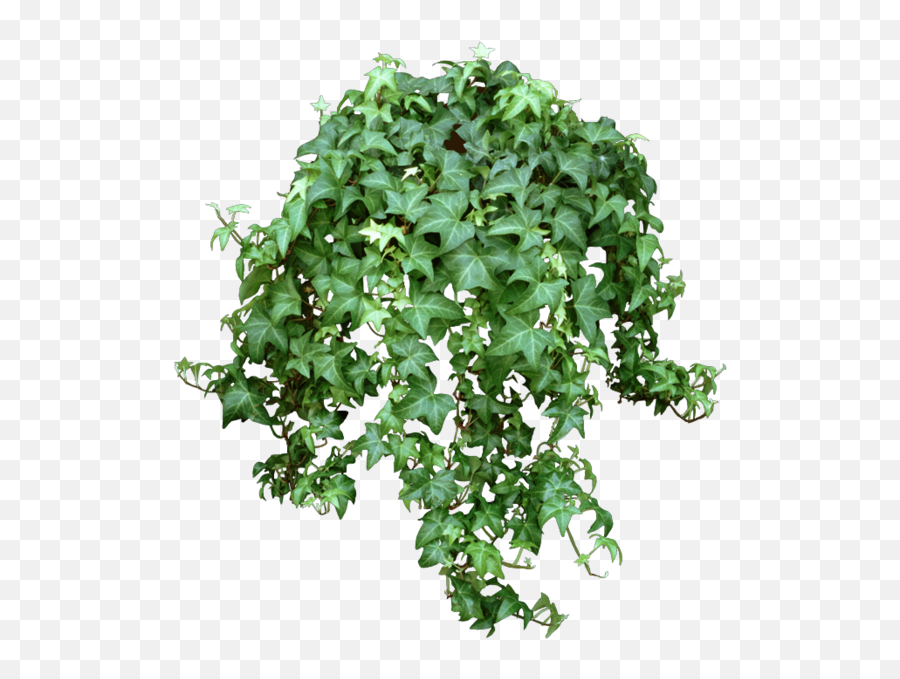 Vine Png Official Psds - Hanging Plants Transparent Background Emoji,Creeper Emoji