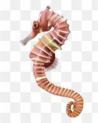 Seahorse Image - Sea Horse Png Transparent Emoji,Seahorse Emoji