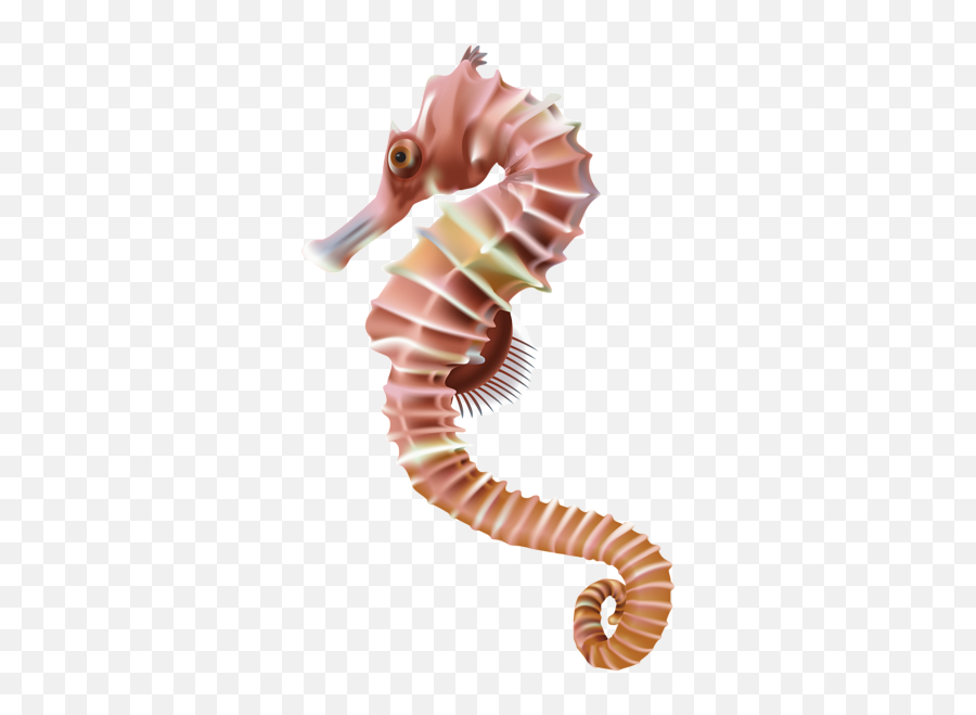 Seahorse Image - Sea Horse Png Transparent Emoji,Seahorse Emoji