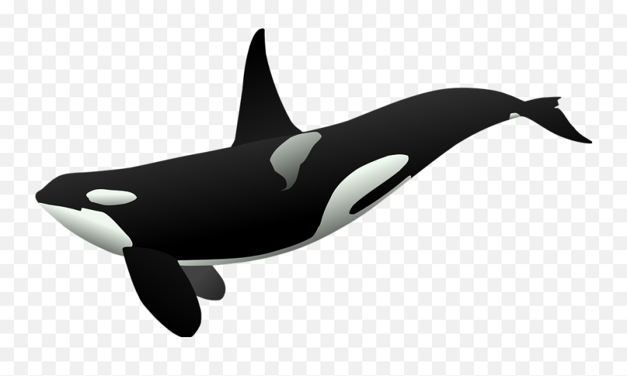Orca - Orca Clipart Emoji,Orca Emoji