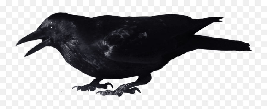 Crow Clipart - Transparent Background Crow Png Emoji,Crow Emoji