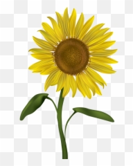 Sunflower Png And Vectors For Free - Transparent Sunflower Clip Art Emoji,Sun Flower Emoji
