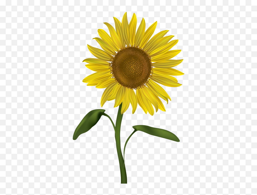 Sunflower Png And Vectors For Free - Transparent Sunflower Clip Art Emoji,Sun Flower Emoji