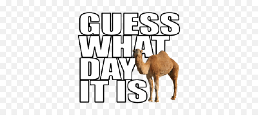 Hump Png And Vectors For Free Download - Hump Day Transparent Emoji,Hump Day Emoticon