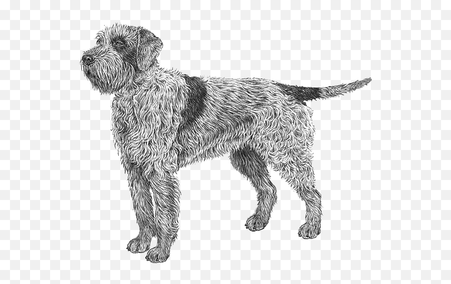 Wirehaired Pointing Griffon - Border Terrier Emoji,Emoji Level 107