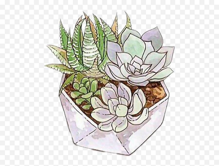 Picture - Succulent Transparent Sticker Png Emoji,Succulent Emoji