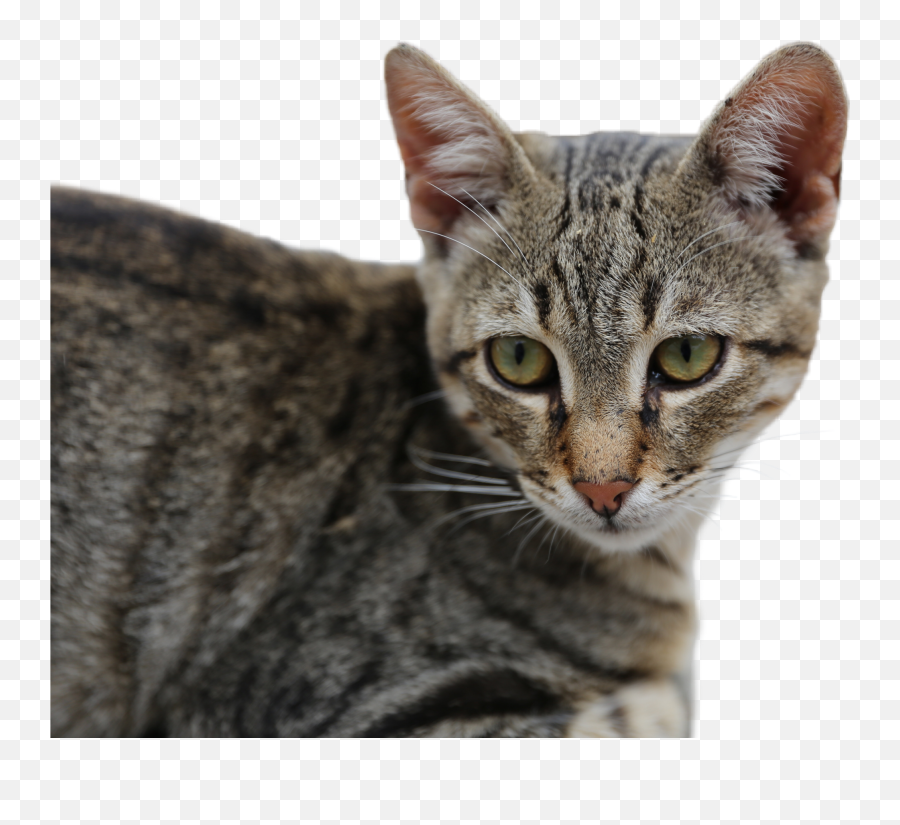 The Newest Cat Eyes Stickers On Picsart - Domestic Cat Emoji,Cat Eyes Emoji