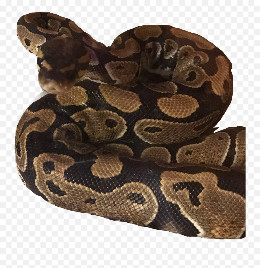 Snek Sticker - Serpent Emoji,Snek Emoji