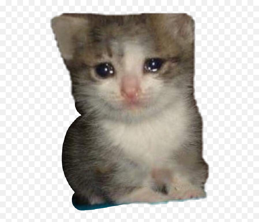Crying Cat Png Picture - Crying Cat Meme Png Emoji,Crying Cat Emoji