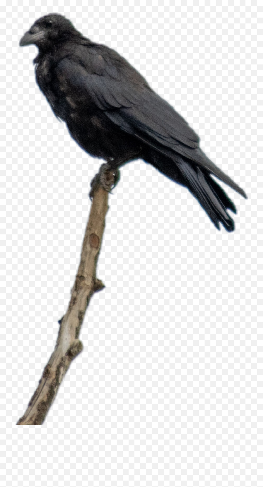 Crow Bird - Vaux S Swift Emoji,Crow Emoji