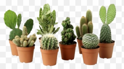 Cactus Plant Png Clipart Png Svg Clip Art For Web - Transparent Background Succulent Plant Png Emoji,Succulent Emoji