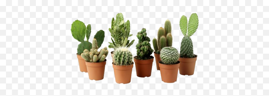 Cactus Plant Png Clipart Png Svg Clip Art For Web - Transparent Background Succulent Plant Png Emoji,Succulent Emoji