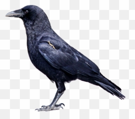 Cliparts Download Free Clip Art - Animal That Eats Both Plants And Animals Emoji,Raven Bird Emoji