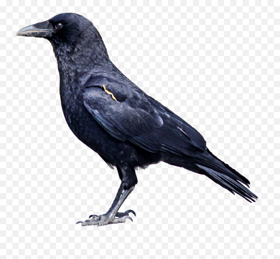 Cliparts Download Free Clip Art - Animal That Eats Both Plants And Animals Emoji,Raven Bird Emoji