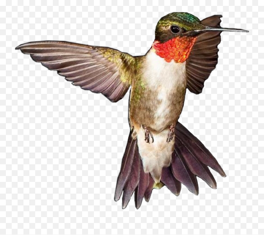 Bird Hummingbird Sticker - Hummingbird Emoji,Hummingbird Emoji
