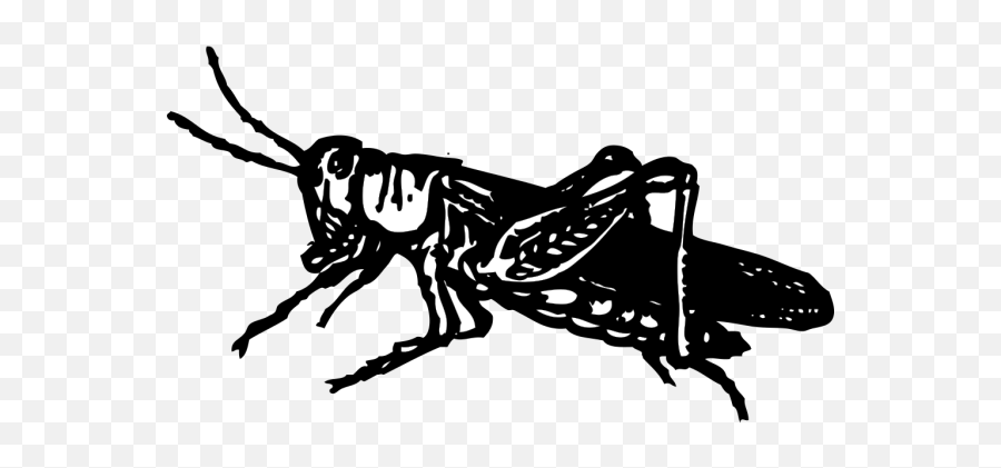 Grasshopper Png Photos Png Svg Clip Art For Web - Download Grasshopper Clip Art Emoji,Cricket Insect Emoji