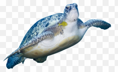 Turtle Swimming - Sea Turtles Emoji,Sea Turtle Emoji