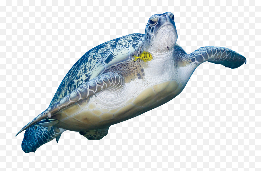 Turtle Swimming - Sea Turtles Emoji,Sea Turtle Emoji