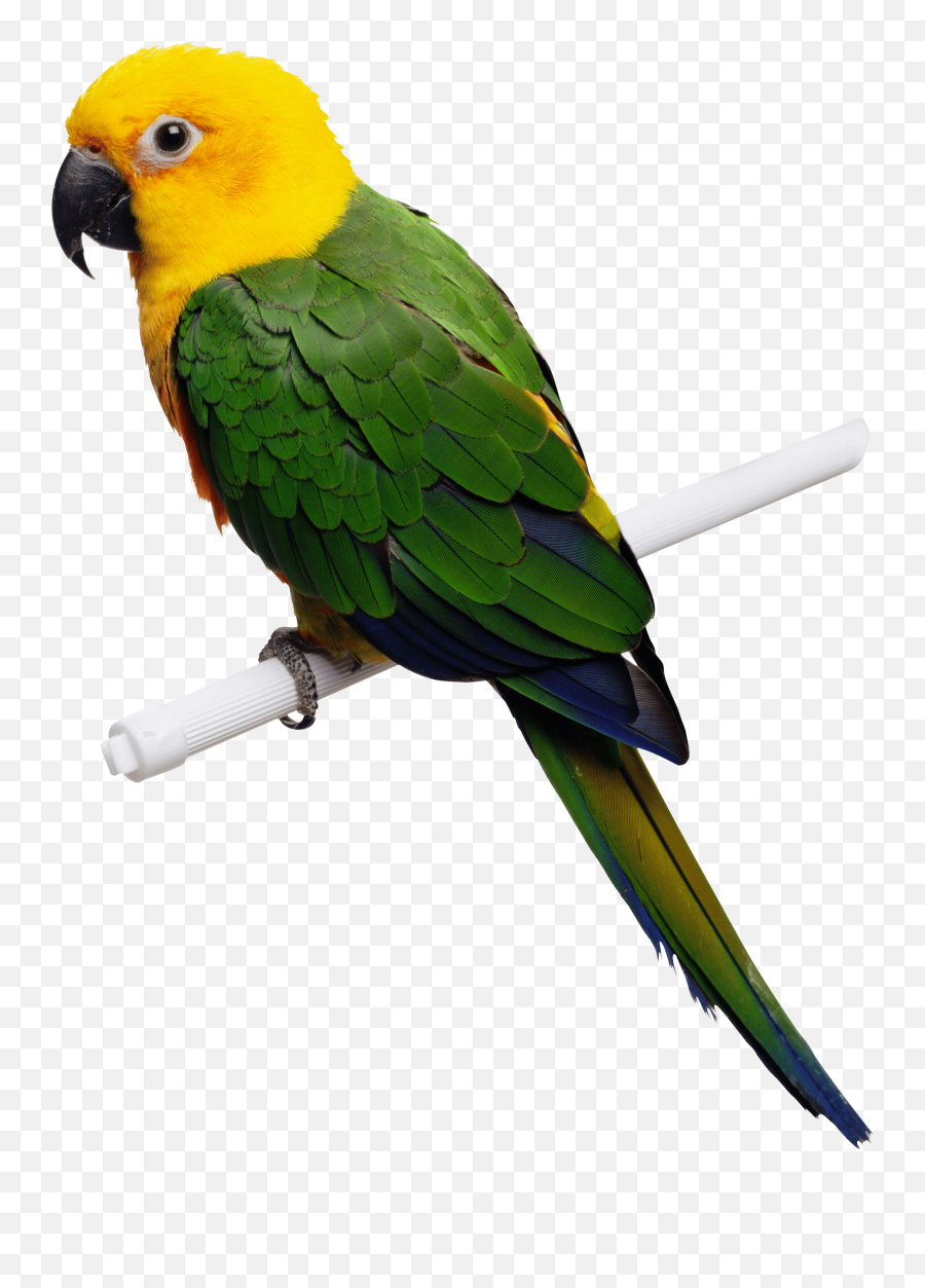 Download Green - Transparent Birds Png Hd Emoji,Parrot Emoji