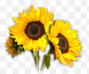 Sunflower Clipart Wallpaper - Transparent Background Sunflower Clipart Emoji,Sun Flower Emoji