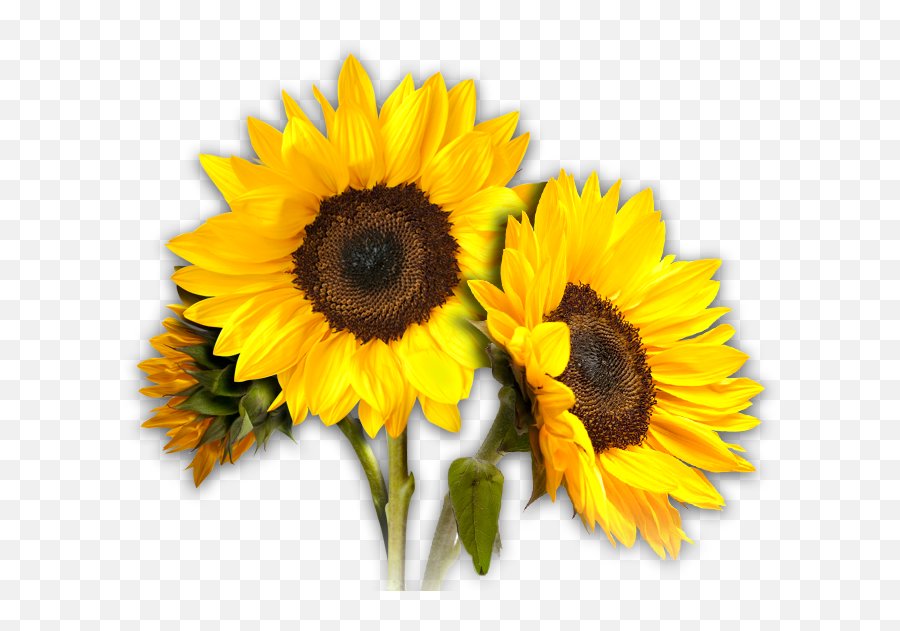 Sunflower Clipart Wallpaper - Transparent Background Sunflower Clipart Emoji,Sun Flower Emoji