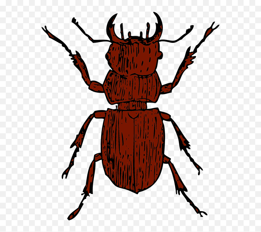 Beetle Bug Insect - Stag Beetle Clipart Emoji,Butterfly Emoji