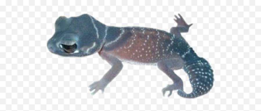 Salamander Blue Animal Filler - Cute Reptile Pets Emoji,Salamander Emoji