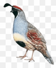 Bird Quail Sticker - Png Emoji