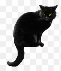 Black Cat Png Hd Transparent - Black Cat Transparent Background Emoji,Black Cat Emoji