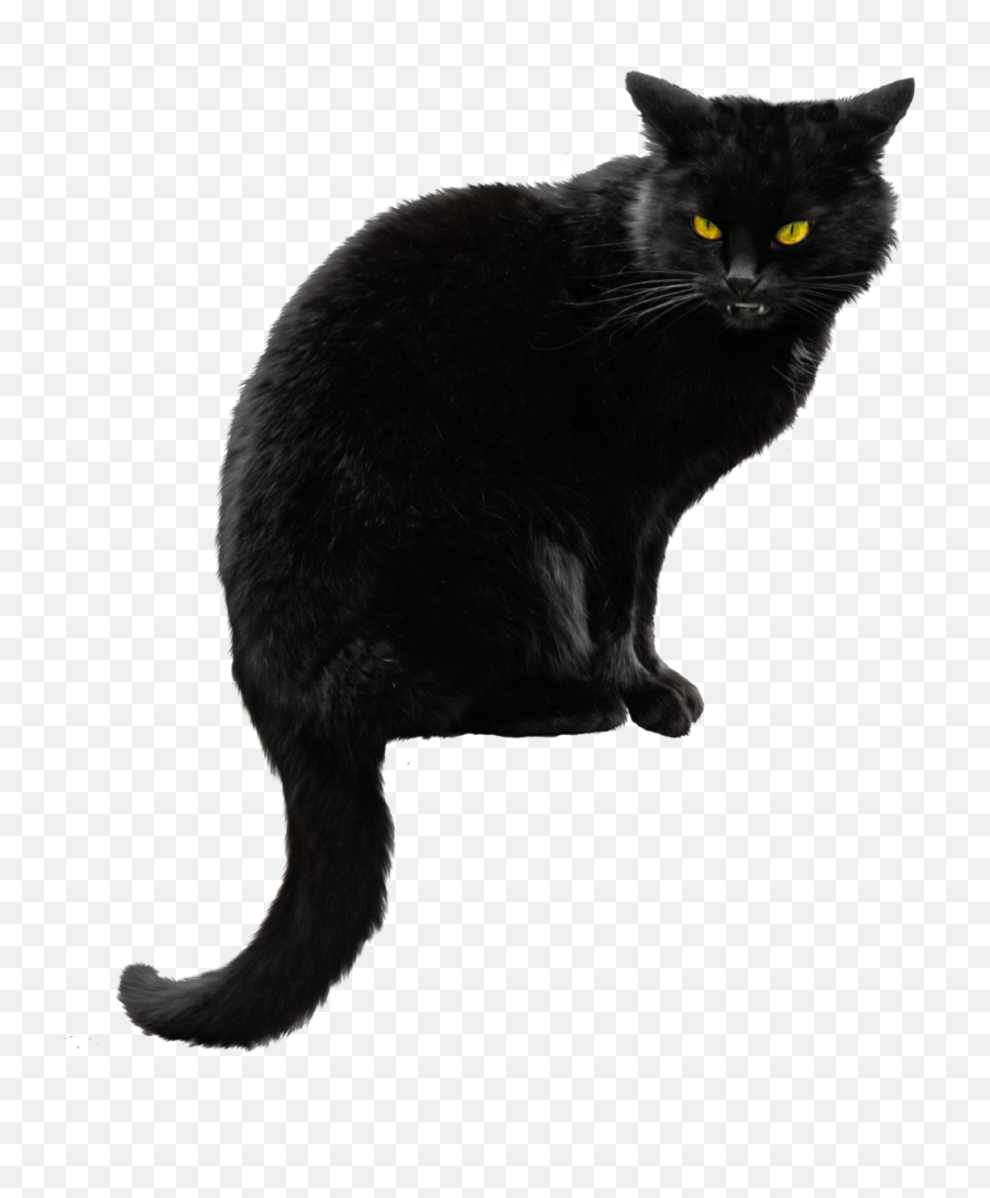 Black Cat Png Hd Transparent - Black Cat Transparent Background Emoji,Black Cat Emoji