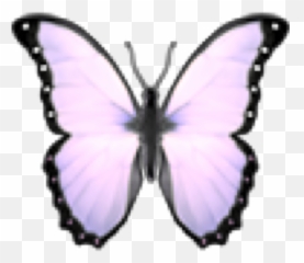 Aesthetics Aesthetictumblr - Papilio Machaon Emoji