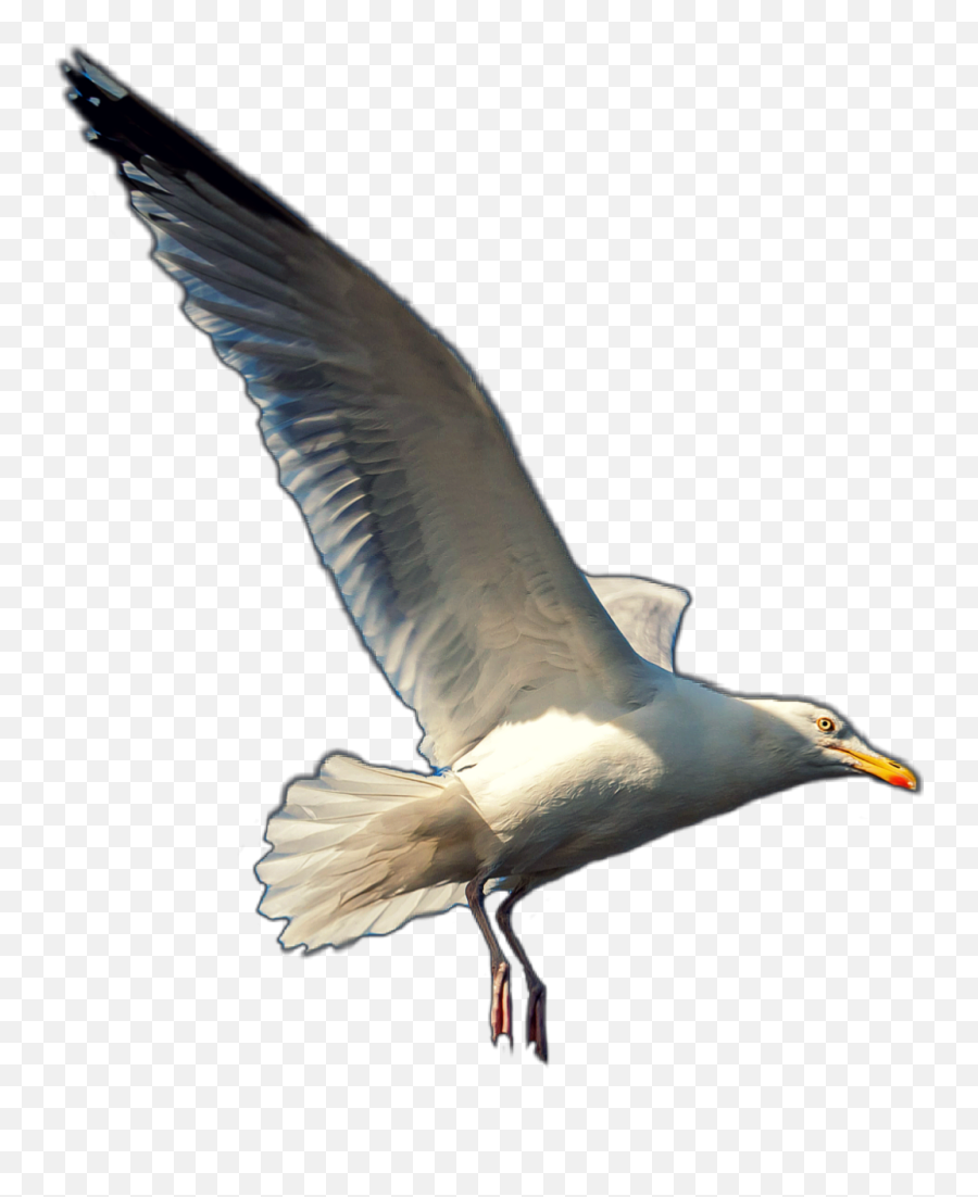 Seagull Seagulls Gull Bird Beach Emoji,Seagull Emoji