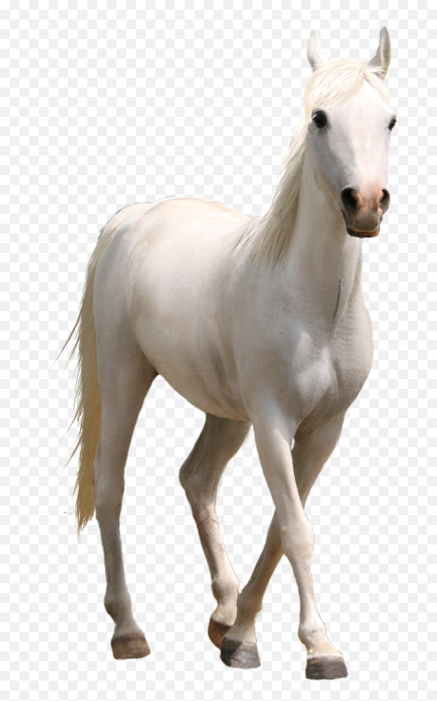 Free Emoji Clipart Transparent Download Free Clip Art Free - Transparent Background White Horse Png,Horse Emojis