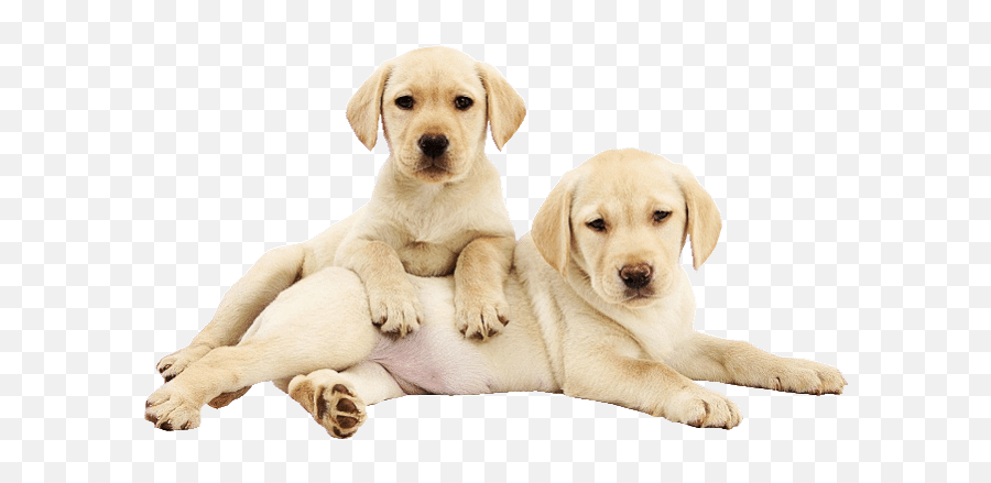 Top Golden Retriever Puppies Stickers - White Labrador 9 Week Emoji,Golden Retriever Emoji