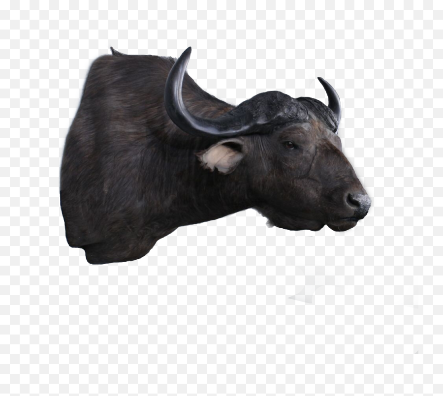 Capebuffalo Freetoedit - Bull Emoji,Yak Emoji