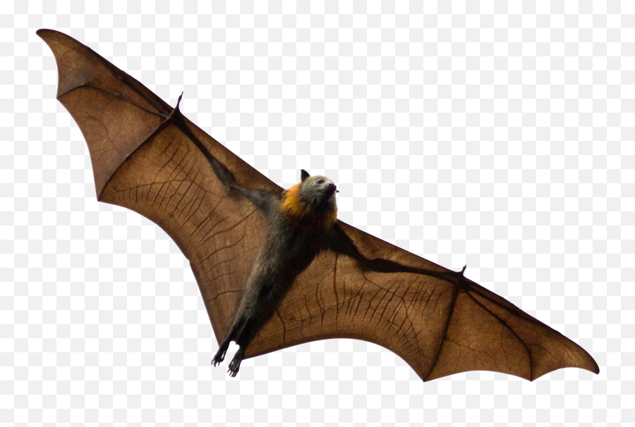 During The 2016 Summer Season Sjbph Submitted And - Bat Sydney Emoji,Bats Emoji