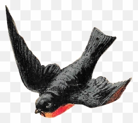 Birds Clipart Png - Emoji