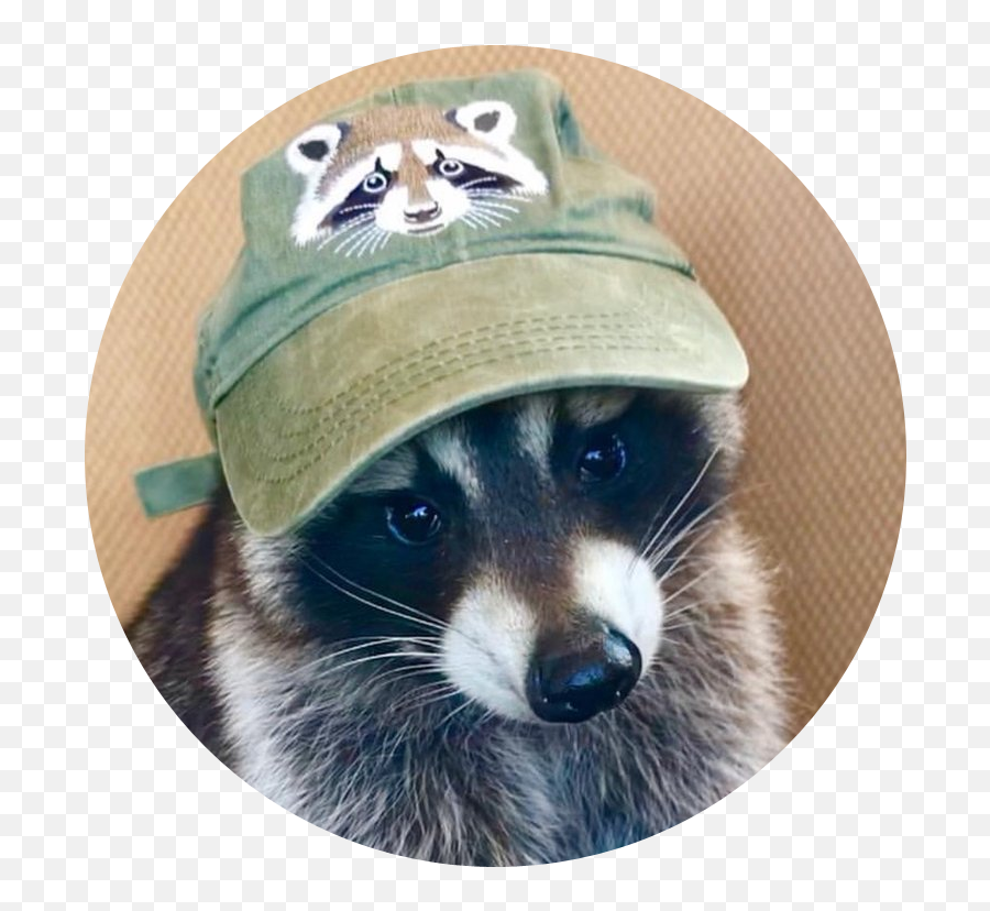 Myspace - Raccoon Emoji,Raccoon Emoji Copy And Paste