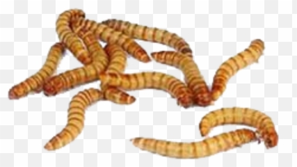 Edit - Take Care Of Mealworms Emoji,Worm Emoji
