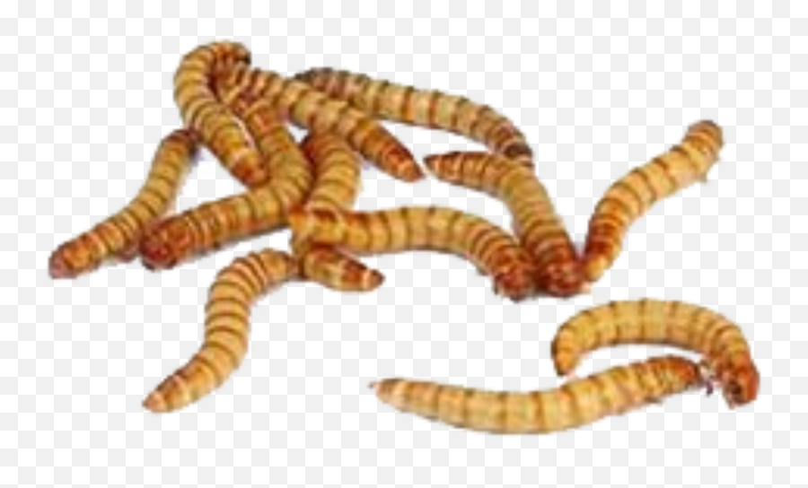 Edit - Take Care Of Mealworms Emoji,Worm Emoji