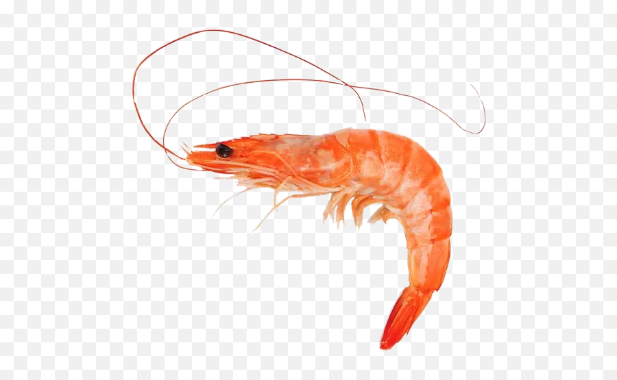Popular And Trending Shrimp Stickers - Shrimp A Fish Emoji,Shrimp Emoji