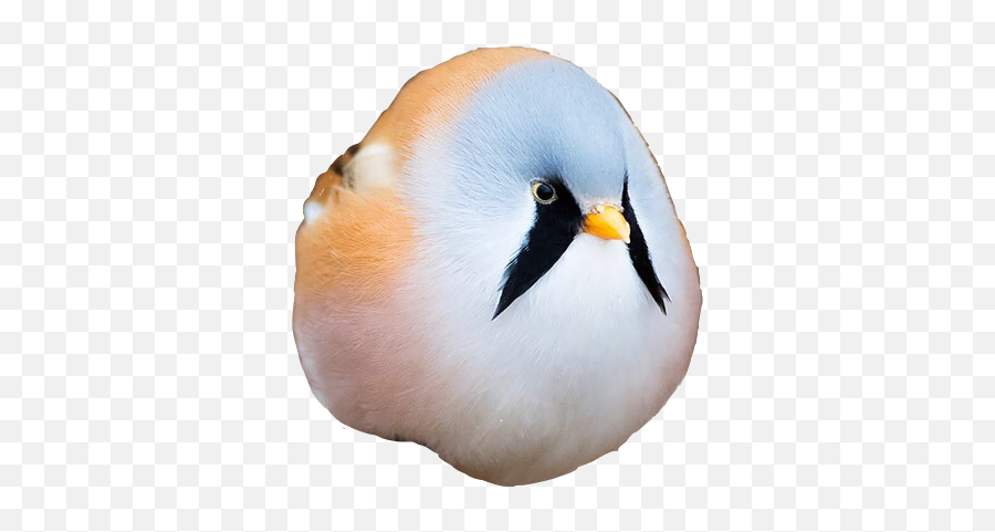 Bird Birb Freetoedit - Angry Birds Emoji,Birb Emoji