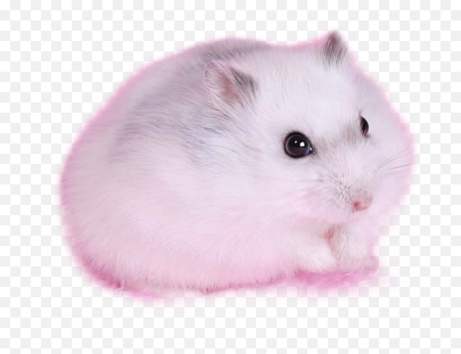 Trending Hamsters Stickers - Hamster Emoji,Mouse Bunny Hamster Emoji