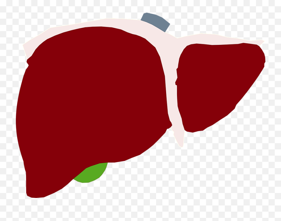 Liver Png - Higado Png Emoji,Liver Emoji